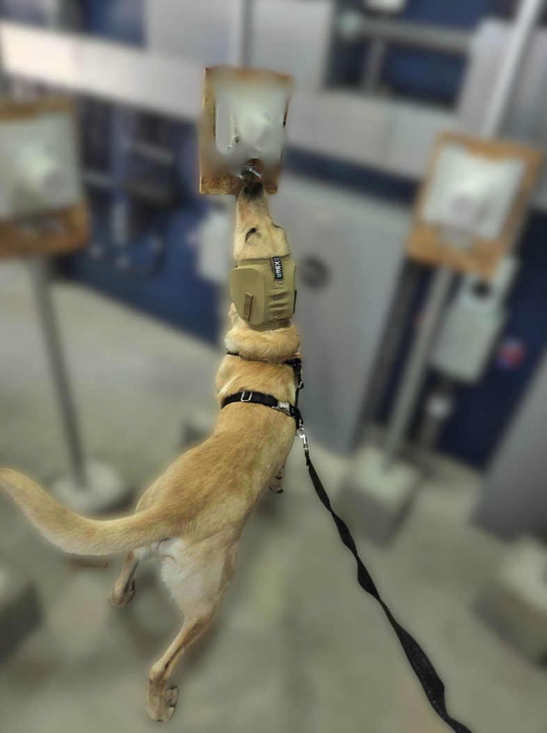 Detection dog working a search training scenario