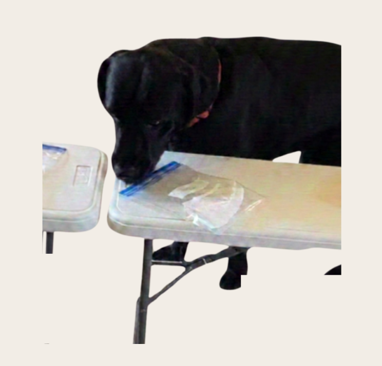 Deacon scent work