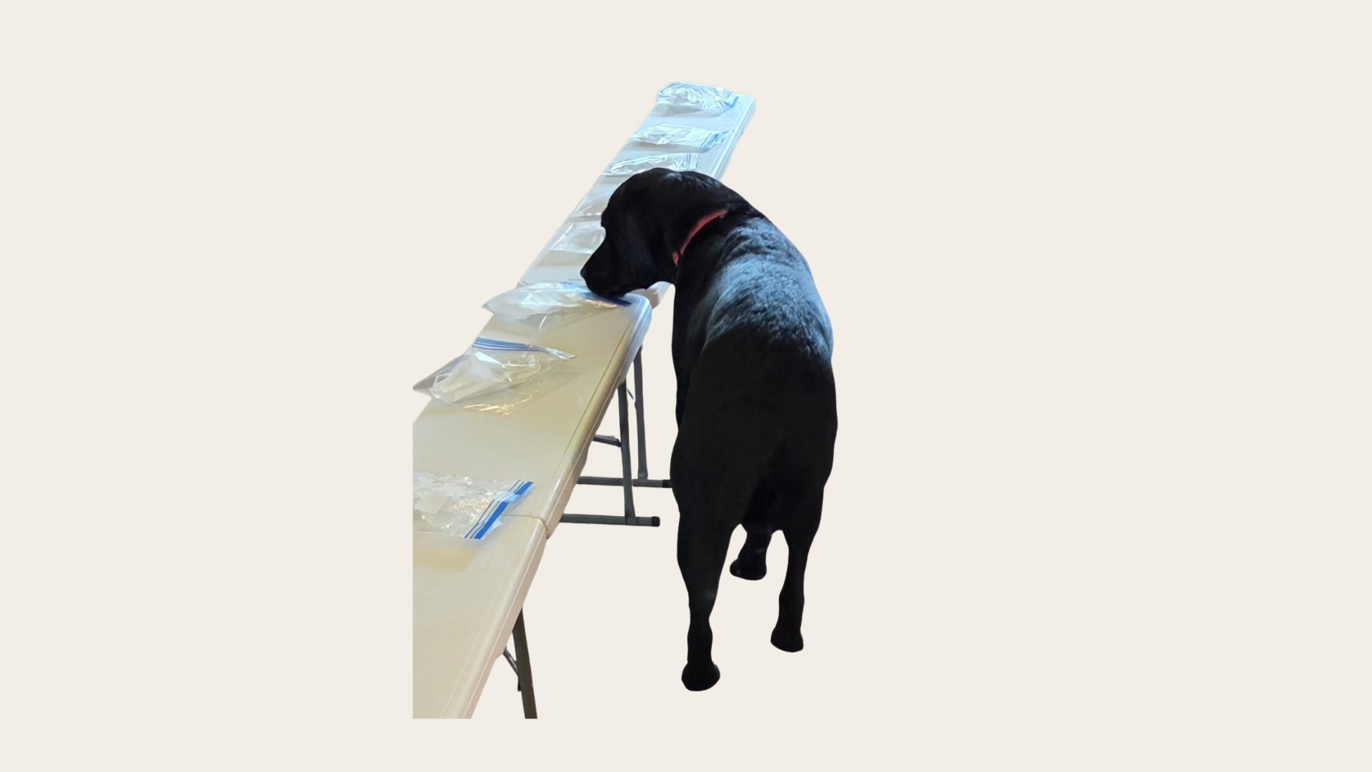 Deacon, black Labrador Retriever, Advanced BioAnalytic detection dog