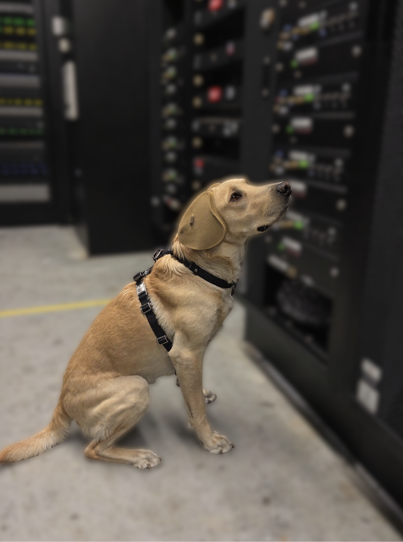 Detection dog locating scent in server environment