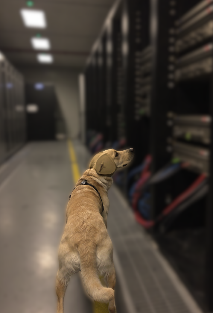 Detection dog working a live data center rack in ESD harness, Advanced BioAnalytic